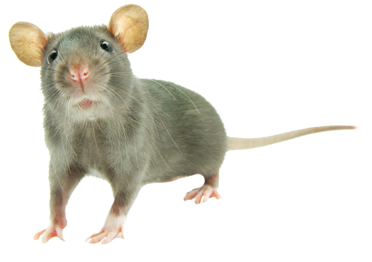 Dedetização de Rato no Parque do Carmo