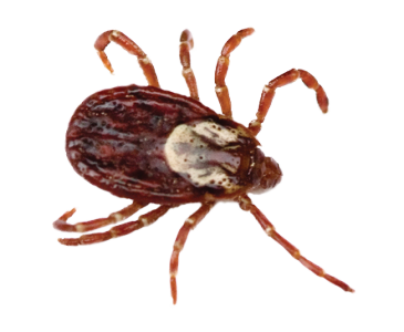 Dedetização de carrapato no Cursino