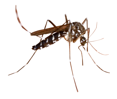Dedetização da Dengue