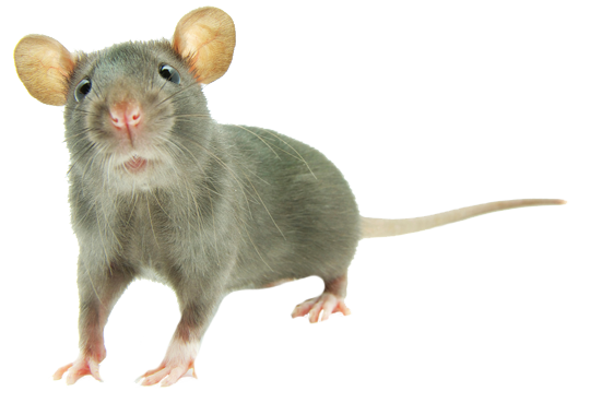 Dedetização de Rato no Cursino