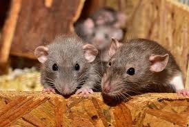 Mata Ratos em Mirandópolis em Mirandópolis