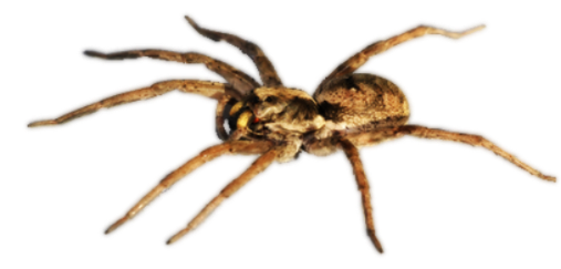 Dedetização de Aranha no Cursino