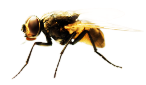 Dedetização de Mosquitos em Mirandópolis